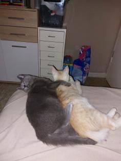 2 kastrierte kater suchen neues zuhause