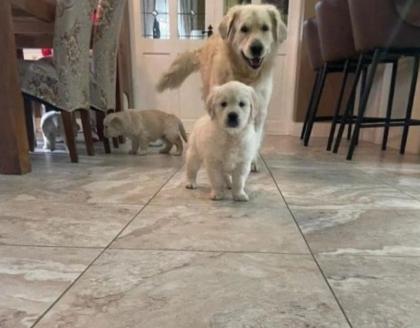 AKC registrierte Golden Retriever Welpen