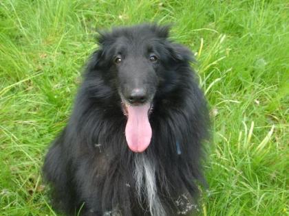 Schäferhund, Belgischer Groenendael