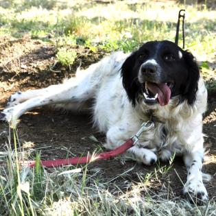 Angel / Status sucht ein Zuhause