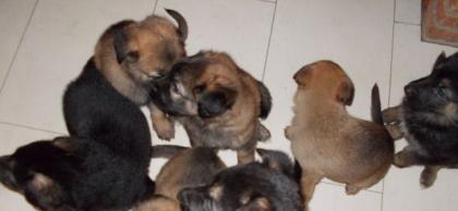 Dt. Schäferhund/Malinois Welpen