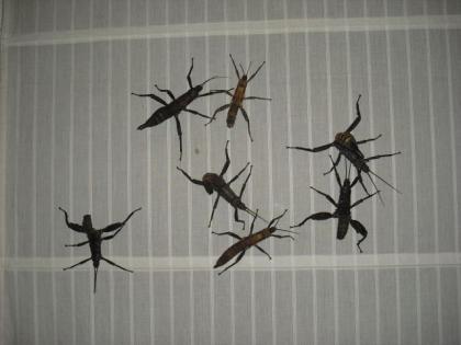 Eurycantha calcarata Dorngespenstschrecke