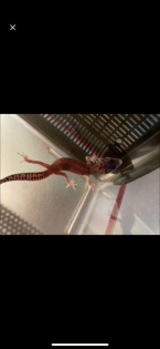 Leopardgecko nachzuchten