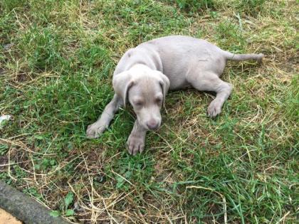 Reinrassiger silbergrauer Weimaraner Welpe KH