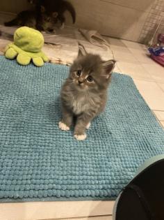 Bezaubernde Maine Coon Kitten