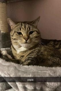 BKH babykatzen Kitten