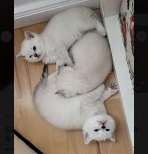 Abgabe bereite BKH blue point kitten Nur 1 männlich übrig