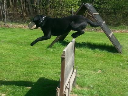 Deckrüde labrador
