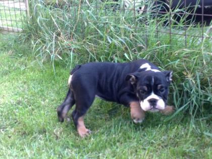 1 Englisch Bulldog - Mädchen 2 Monate mit Papiere sucht noch ein schönes Zuhau