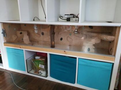 Leopardgeckos und Terrarium