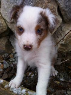 Australian Shepherd Welpen mit ASCA Papieren