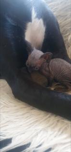Reinrassige sphinxs mittlerweile 5 Wochen alt dürfen besucht und reserviert werden wir freuen uns a