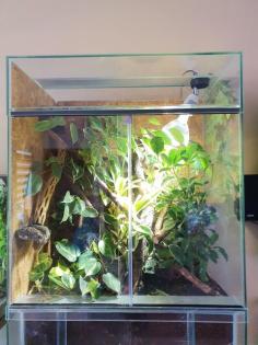 Bahamaanolis mit eingerichtetem Terrarium