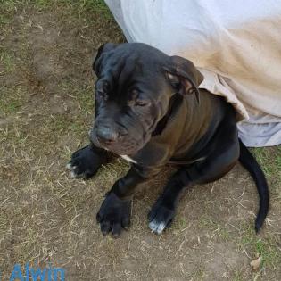 Romaner Antikdoggen Welpen