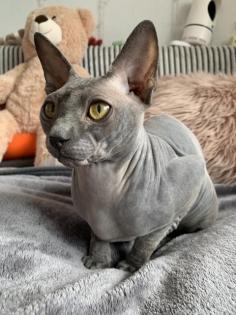 Sphynx Deckkater Lays