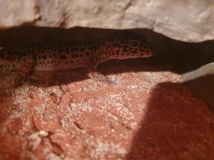 Leopardgecko