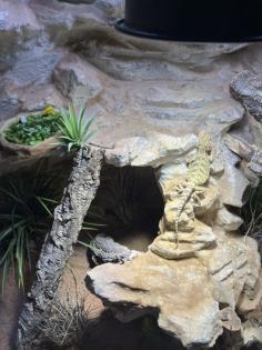 Zwergbartagame mit Terrarium