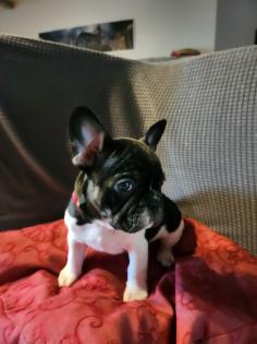 Französische Bulldoggen Baby, s
