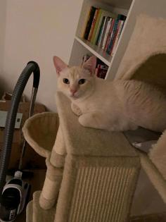 Siam Katzen suchen fürsorgliches Zuhause