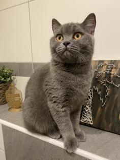BKH Kitten