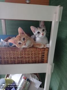 Katzen Familie sucht ein Zuhause auf Lebenszeit