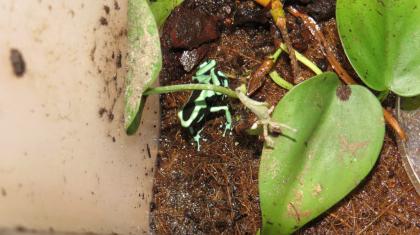 Dendrobates Auratus Karibikseite Goldbaumsteiger