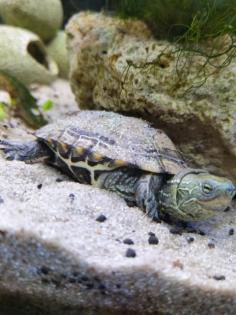 Dreikielschildkröte 1 Jahr