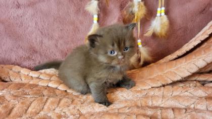 Bkh Kitten in seltener Farben. Stammbaum