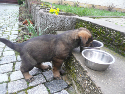 Schäferhundwelpen, rein DDR, zu verkaufen