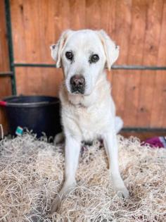 Duke. leidet im Tierheim, er sucht ein schönes Körbchen