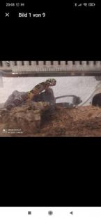 Gecko mit Transport Box und Inhalt