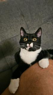 BKH Katzen suchen neues zu hause