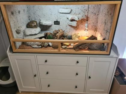 Leopardgeckos inkl Terrarium