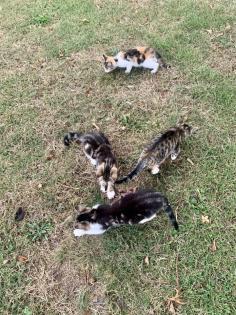 Kitten, Katzenbabys, Hofkatzen