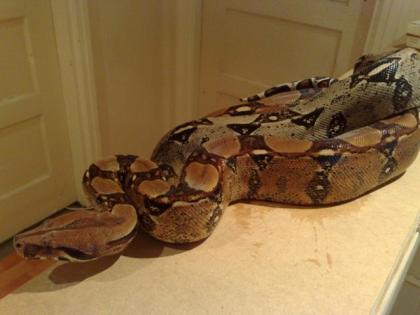Boa constrictor High Red Pastel
