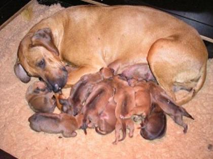 Ridgeback Welpen aus Champion Verpaarung