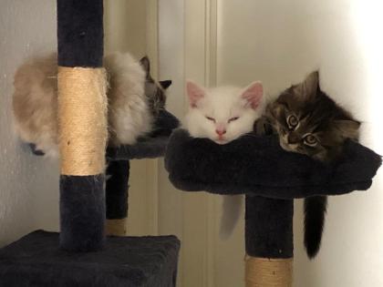 Katzenbabys, Norweger-Bkh Mix