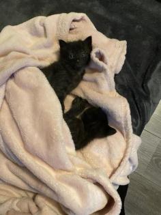 Super süße Kitten