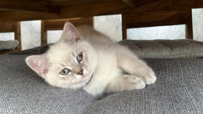Bkh kitten Weibchen Abgabe bereit