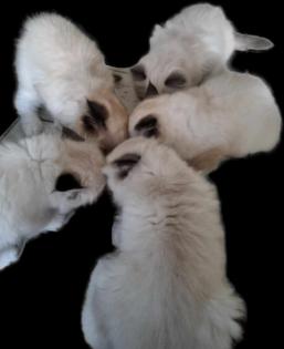 Ragdoll Kitten aufgabebereit