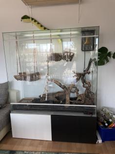 2 Kornnattern inkl. Terrarium und Zubehör