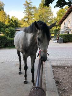 Wir suchen eine Reitbeteiligung