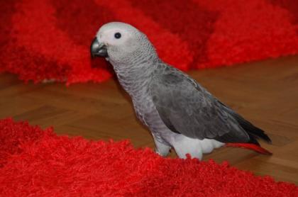 Graupapagei