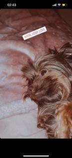 Yorkshire Terrier Schocko Weibchen in Saarbrücken schwarzenholz