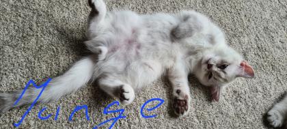 Hübschen kleinen BKH-Kitten