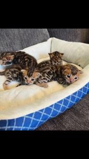 Bengalkatzen suchen neues Zuhause
