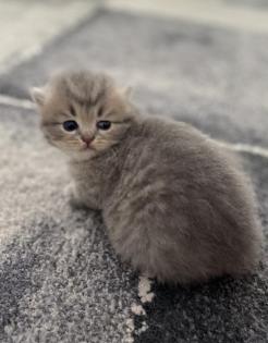 BLH Kitten