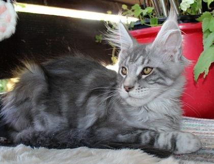 Maine Coon Katerchen aus seriöser Hobbyzucht mit Stammbaum