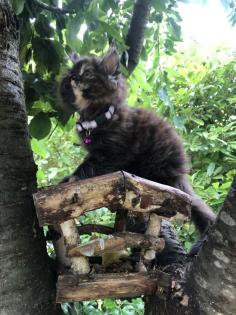 Katze Dori sucht ein liebevolles Zuhause