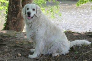 WHITHE AMY - weiblich 9 Jahre 55 cm 36 kg Golden Retriever Gechipt Kastriert Mit Ahnentafel